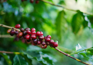 cafe imports brazil fazenda camocim 7